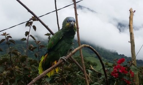Quijos Ecuador River, Parrot, Wildlife, Ecuador